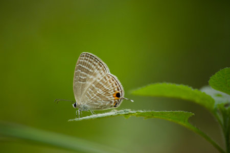 A butterfly resting on the leaf of bush