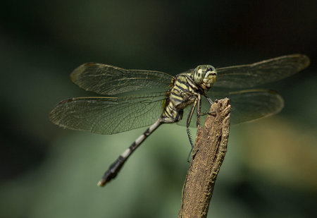 Green dragonfly / Green skimmer (Orthetrum sabina) has a similar shape between the female and its...