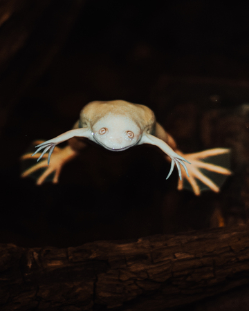 Strange frog in the pond, dark backgroundの写真素材