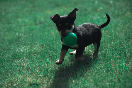 Black cute puppy with green ball in the mouthの写真素材