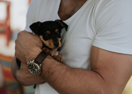 Black cute puppy in man arms, white shirtの写真素材