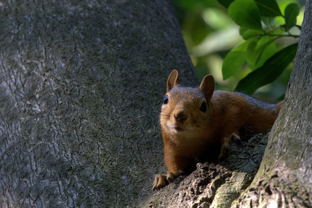 squirrel
