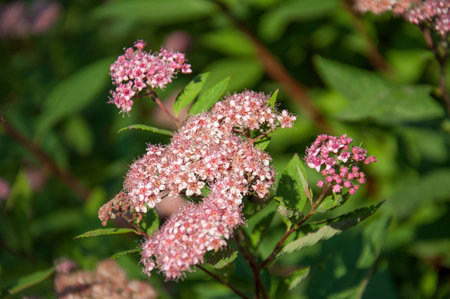 pink flower