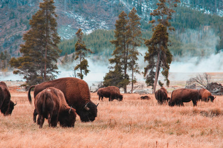 bison flock feeding with grass