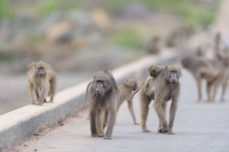 Baboon family in the wilderness of Africaの写真素材