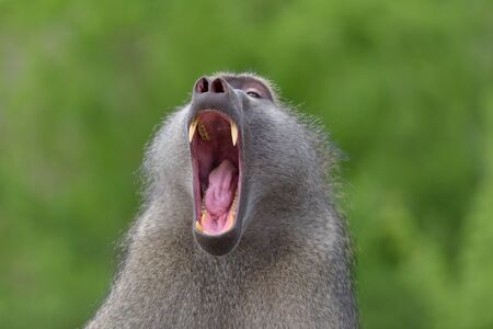 Male baboon close up portraitの写真素材