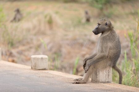 Male baboon close up portraitの写真素材