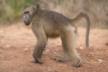 Male baboon close up portrait