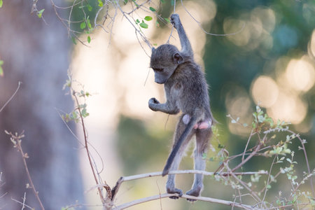 Baby baboon in the wilderness of Africaの写真素材