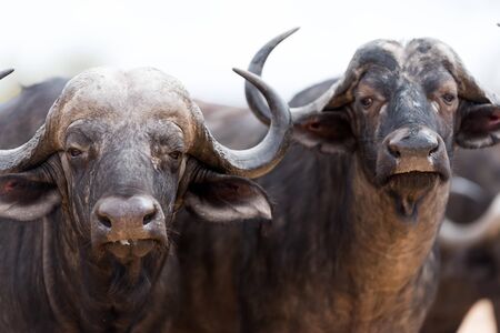 Cape buffalo also known as African buffalo in the wildernessの写真素材