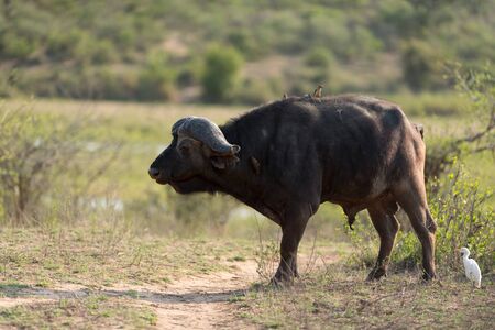 Cape buffalo also known as African buffalo in the wildernessの写真素材