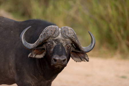 Cape buffalo also known as African buffalo in the wildernessの写真素材