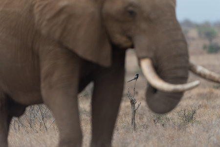 African elephant in the wilderness