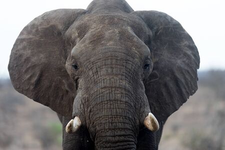African elephant in the wildernessの写真素材