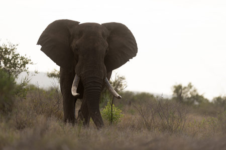 African elephant in the wilderness