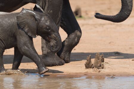 Elephant calf, baby elephant in the wilderness of Africaの写真素材