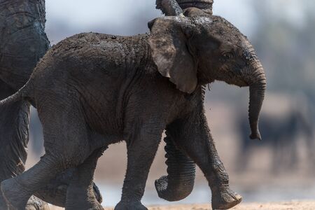 Elephant calf, baby elephant in the wilderness of Africaの写真素材
