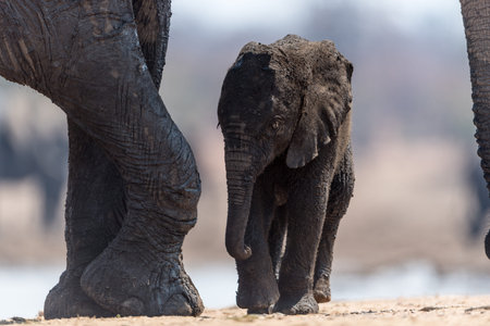 Elephant calf, baby elephant in the wilderness of Africa