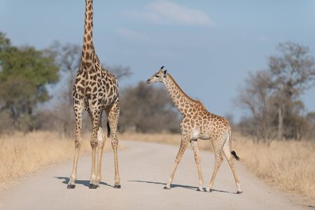 Giraffe in the wilderness of Africaの写真素材