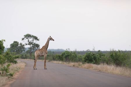Giraffe in the wilderness of Africaの写真素材