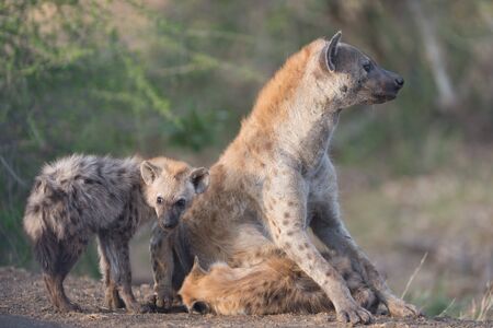 Hyena puppy in the wilderness of Africaの写真素材
