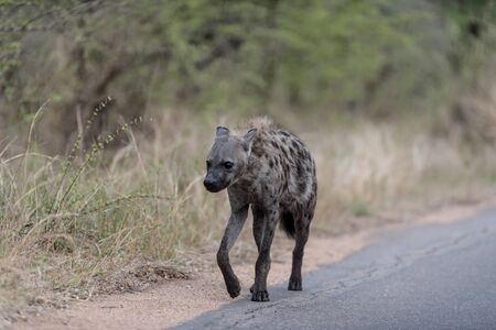 Hyena in the wilderness of Africaの写真素材
