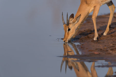 Impala antelope drinking water in the wilderness of Africaの写真素材