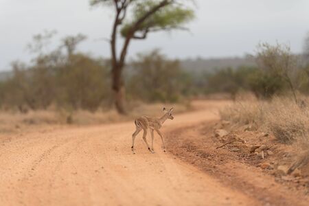 Impala calf, baby impala antelope in the wilderness of Africaの写真素材