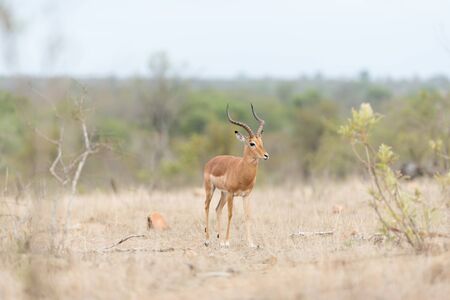 Impala antelope in the wilderness of Africaの写真素材