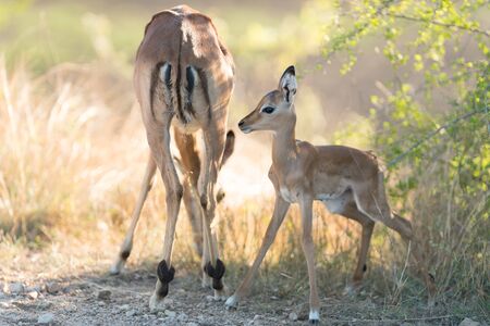 Impala calf, baby impala antelope in the wilderness of Africaの写真素材