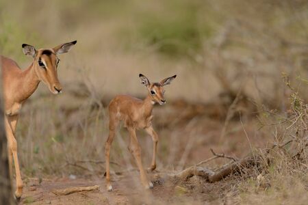 Impala calf, baby impala antelope in the wilderness of Africaの写真素材