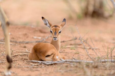 Impala calf, baby impala antelope in the wilderness of Africaの写真素材