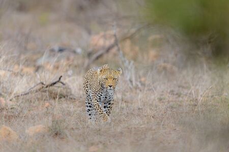 leopard in the wilderness of Africaの写真素材