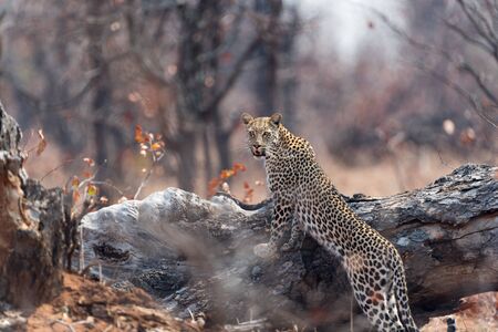 leopard in the wilderness of Africaの写真素材