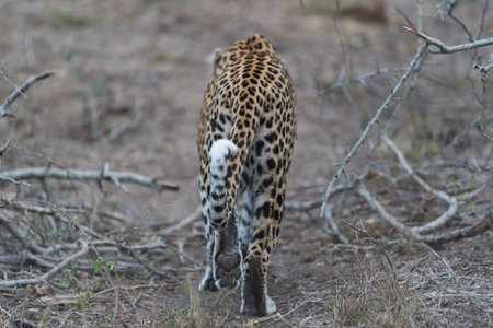 leopard in the wilderness of Africaの写真素材