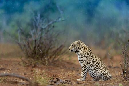 leopard in the wilderness of Africaの写真素材