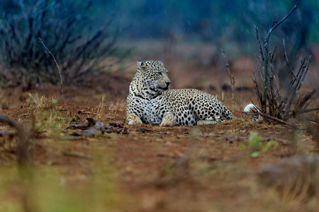 leopard in the wilderness of Africaの写真素材