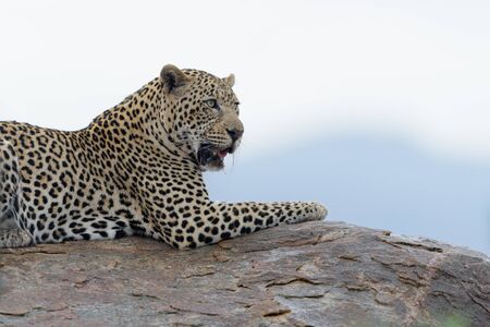 leopard in the wilderness of Africaの写真素材