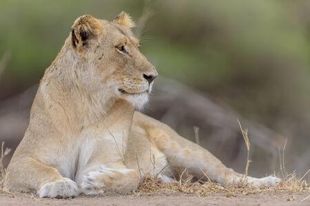 Lion in the wilderness of Africaの写真素材