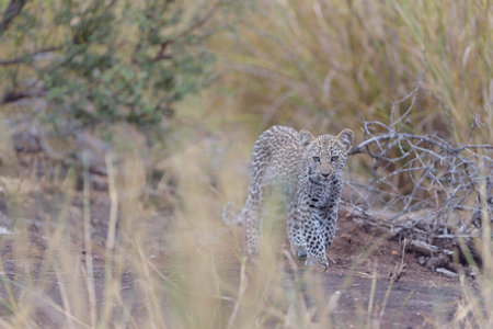 Baby leopard, leopard cub in the wilderness of Africaの写真素材