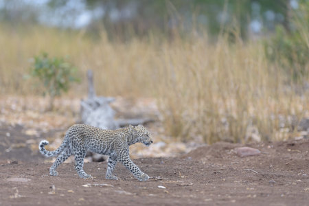 Baby leopard, leopard cub in the wilderness of Africaの写真素材