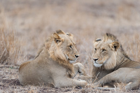 Male lion coalition in the wilderness of Africa