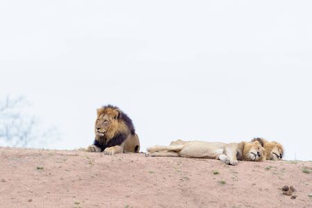 Male lion coalition in the wilderness of Africaの写真素材