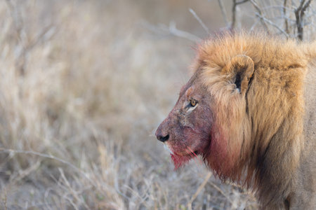 Male lion with bloody mane in the wilderness of Africa