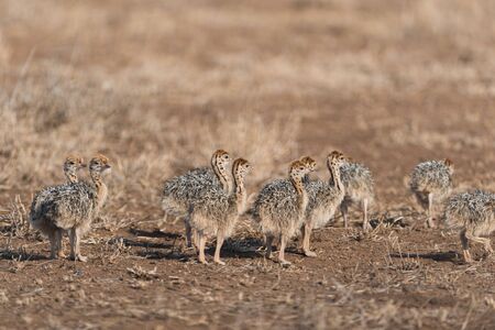 Ostrich chicks in the wilderness of Africaの写真素材
