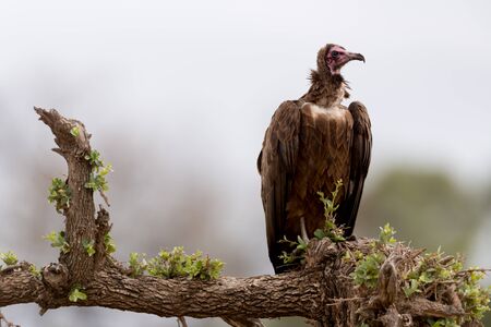 Vulture in the wilderness of Africaの写真素材