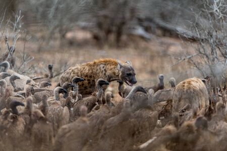 Vulture in the wilderness of Africaの写真素材
