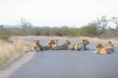 Lion pride in the wilderness of Africaの写真素材
