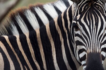 Zebra in the wilderness of Africaの写真素材