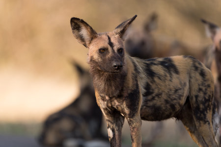 African wild dog in the wilderness of Africa, painted wolf